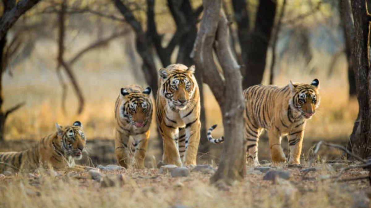 Book Ranthambore Tour